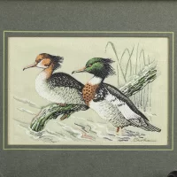 Винтажное тканое панно в рамке под стеклом Утки Крохали Red Breasted Merganser, Англия, John & Joseph Cash