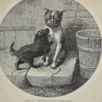 Антикварная иллюстрация The Illustrated London News "Bothered" by J W Bottomley, in the Duddley gallery exhibition
