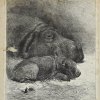 Антикварная иллюстрация The Illustrated London News Hippopotamus and young at the zoological society's gardens