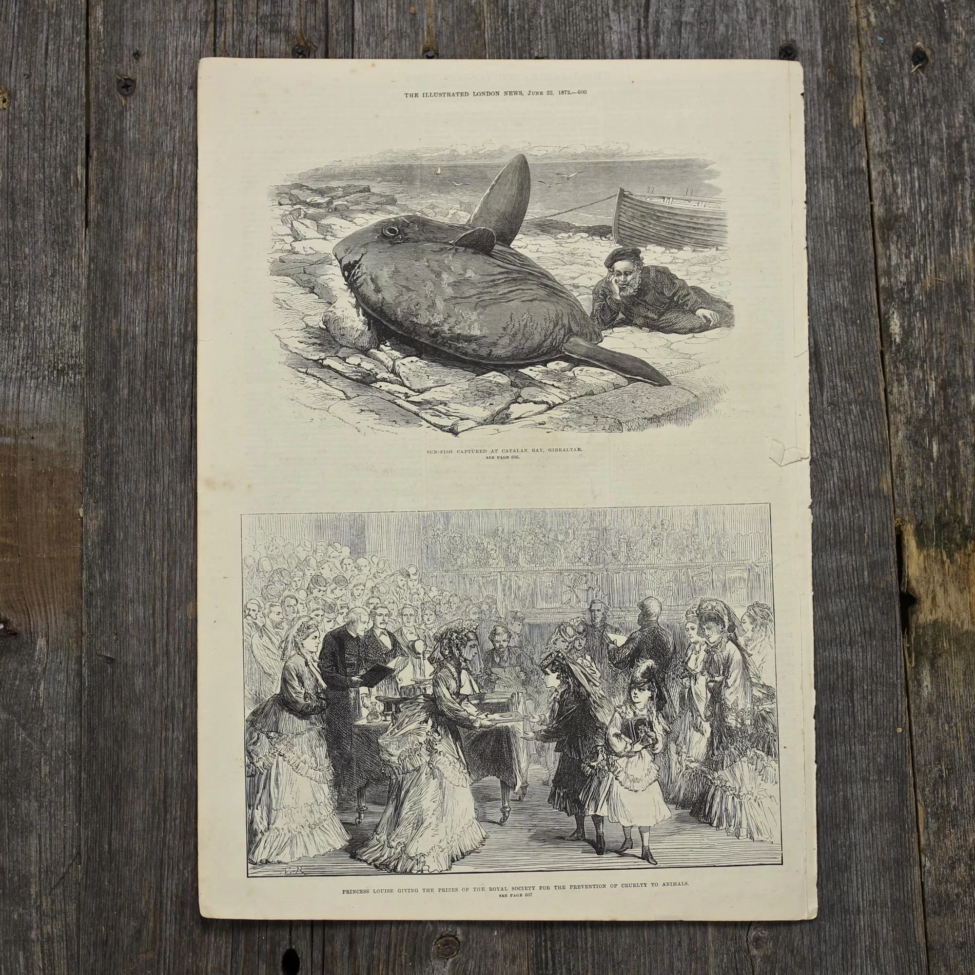 Антикварная иллюстрация The Illustrated London News Sun-fish captured at catalan bay, Gibraltar