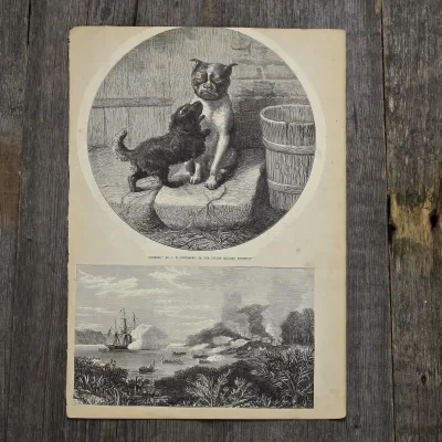 Антикварная иллюстрация The Illustrated London News "Bothered" by J W Bottomley, in the Duddley gallery exhibition