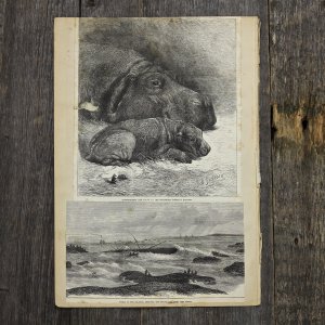Антикварная иллюстрация The Illustrated London News Hippopotamus and young at the zoological society's gardens